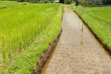 Jatiluwih pirinç terasları. Bali 'deki güzel pirinç tarlaları prestijli UNESCO dünya mirası sahası olarak belirlendi. Bali Rice Terasları. Endonezya.