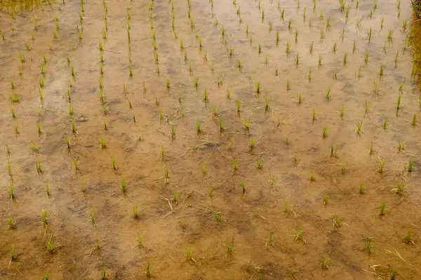 Risfält Gröna Risgroddar Ängen Ungt Grönt Ris Jordbruksmark Ris Närbild — Stockfoto