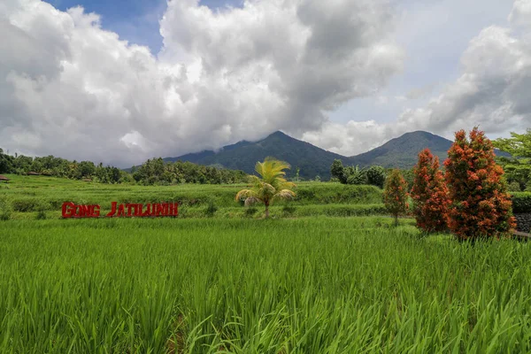 Jatiluwih Het Landschap Van Batukaru Bali Rice Field Gunung Batukaru — Stockfoto