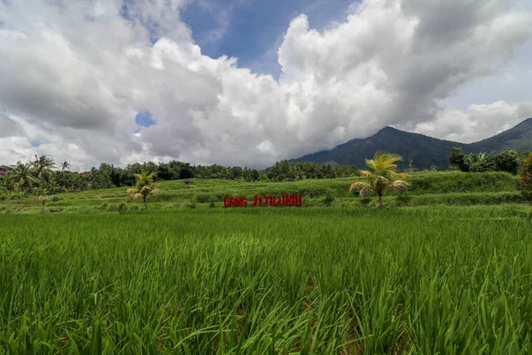 Jatiluwih Batukaru Dağı Manzarası Rice Field Gunung Batukaru Sunrise Pirinç — Stok fotoğraf