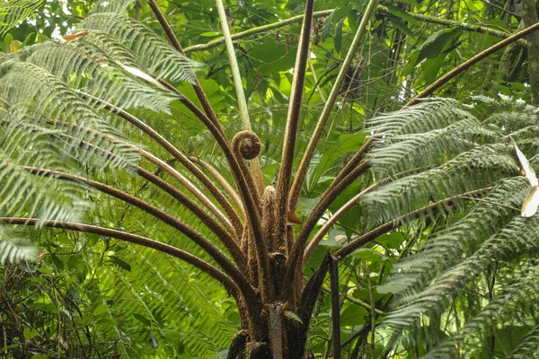 Trópusi Koronája Cyathea Arborea Közelkép Nyugat Indiai Facsemete Ágairól Helecho — Stock Fotó