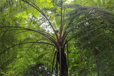 Tropik ağaç taçlandırılmış Cyathea Arborea. Batı Hint ağaçlarının dallarını kapayın. Helecho Gigante türünün yüzeyi yumuşak, beyaz bir dil ile serttir..