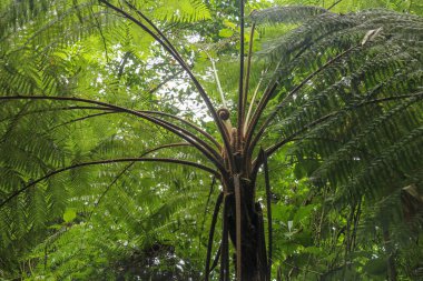 Tropik ağaç taçlandırılmış Cyathea Arborea. Batı Hint ağaçlarının dallarını kapayın. Helecho Gigante türünün yüzeyi yumuşak, beyaz bir dil ile serttir..