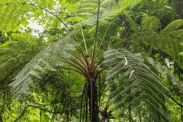 Krone Des Tropischen Baumes Cyathea Arborea Nahaufnahme Von Ästen Westindischer — Stockfoto