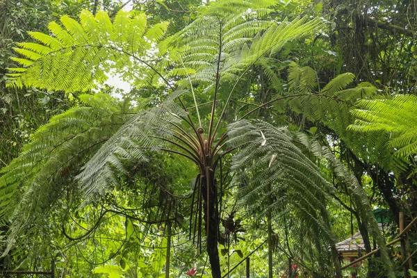 Kronan Tropiskt Träd Cyathea Arborea Närbild Grenar Västra Indiska Treefern — Stockfoto