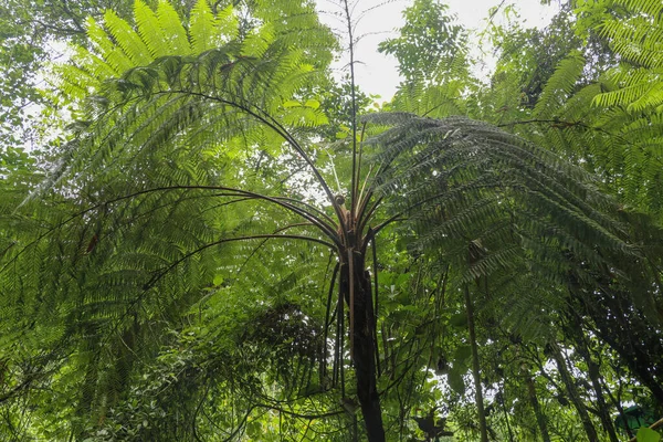 Kronan Tropiskt Träd Cyathea Arborea Närbild Grenar Västra Indiska Treefern — Stockfoto