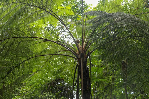 Krone Des Tropischen Baumes Cyathea Arborea Nahaufnahme Von Ästen Westindischer — Stockfoto