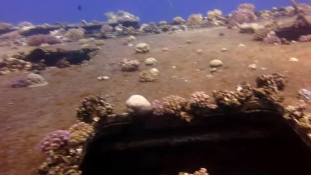 Scuba Divers Swimming Explore Shipwreck Deep Underwater Secret Sunken Ship — Stock Video