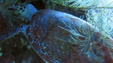 Hawksbill Turtle, Eretmochelys Imbricata Tulamben, Bali, Endonezya 'daki USAT Liberty enkazında yemek yiyor. Geniş açıyla çekilen ve yumuşak mercanı ısırmaya başladığında kaplumbağaya yaklaşan çekim.