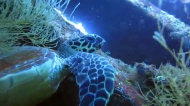 Hawksbill Turtle, Eretmochelys Imbricata Tulamben, Bali, Endonezya 'daki USAT Liberty enkazında yemek yiyor. Geniş açıyla çekilen ve yumuşak mercanı ısırmaya başladığında kaplumbağaya yaklaşan çekim.
