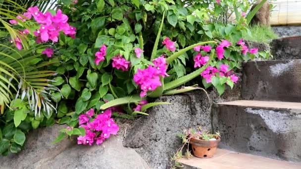Bougainvillea fiori viola è un genere di viti ornamentali spinosi, cespugli, o alberi. L'infiorescenza è costituita da grandi brattee sepallike colorate che circondano tre semplici fiori cerosi — Video Stock