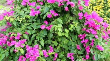 Bougainvillea mor çiçekleri dikenli asmalar, çalılar ve ağaçların oluşturduğu bir cinstir. İnfloresans üç basit balmumu çiçeği çevreleyen büyük renkli sepalimsi frenlerden oluşur.