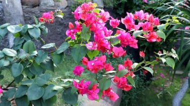 Rüzgarda açmış begonviller. Pembe begonvil çiçekleri. Arka plan olarak Bougainvillea çiçekleri
