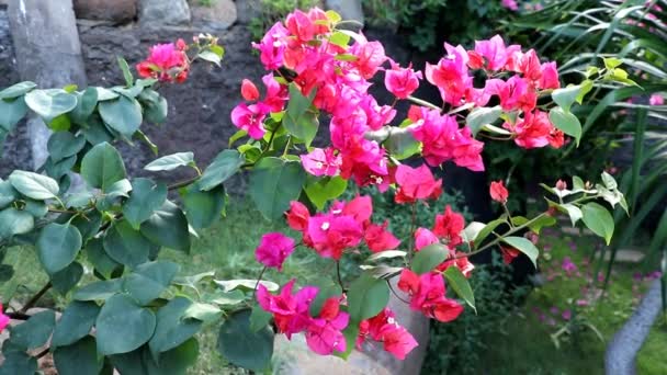 Blommande bougainvillea i vinden. Rosa bougainvillea blommor. Bougainvillea blommor som bakgrund — Stockvideo