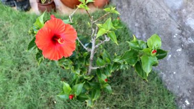 Kırmızı polen Hibiscus 'u kapatın. Seçici odak noktası kırmızı çiçek bahçede çiçek açar. Güzel büyük kırmızı çiçeğin yakın görüntüsü. Gerçek zamanlı yüksek çözünürlüklü video görüntüleri. Güzel Joba Pool, çiçek ağacı