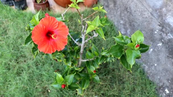 Uzavřete červený pyl Ibišku. Selektivní zaměření červené květy rostlina kvést v zahradě. Detailní pohled na krásnou velkou červenou květinu. Real time full hd video záběry. Krásný joba phool, strom květin — Stock video