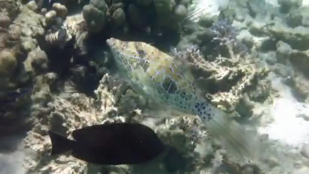 Scribbled Läderjacka Filefish Korallrevet Röda Havet Marsa Alam Egypten Krypta — Stockvideo