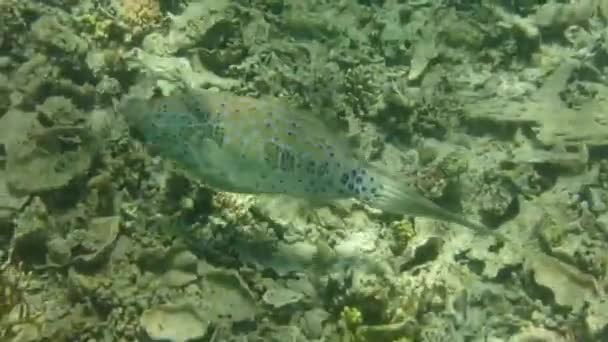 位于埃及玛萨阿拉姆的红海珊瑚礁上的浮雕皮夹克鱼 阳光明媚的日子里 小鱼的爬行已经接近了 太阳光穿透浅水照亮了 — 图库视频影像