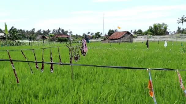 Τρομακτικά Πουλιά Χωράφια Ρύζι Ωρίμανσης Μπαλί Ινδονησία Εναέρια Drone Πτήση — Αρχείο Βίντεο