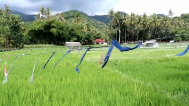 Olgunlaşmış pirinç, Bali ve Endonezya ile tarlalardaki kuşları korkutmak. Pirinç tarlası çeltik üzerinde uzun ipli kumaş şeritlerinden gelen korkuluk böcekleriyle uçan hava aracı. Rüzgarda sallanan renkli bayraklar kuşları korkutur.