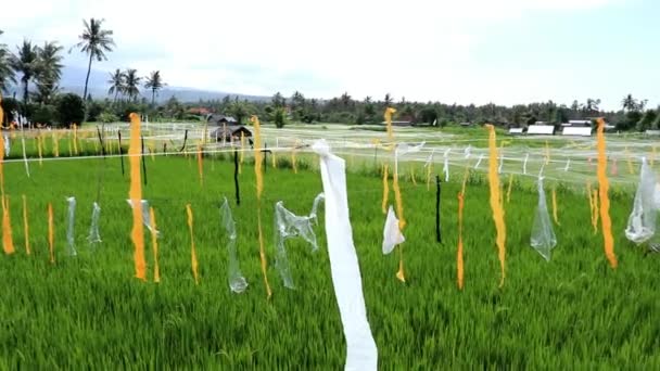 在印度尼西亚巴厘岛 用成熟的稻田里吓鸟 空中无人驾驶飞机在稻田上空飞行 稻田里有稻草虫 稻草虫是用长绳上的花纹做成的 五彩斑斓的旗帜在风中飘扬 吓着鸟儿 — 图库视频影像