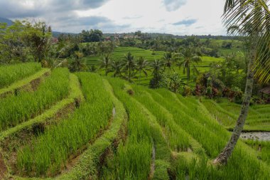 Bali adasındaki yeşil pirinç tarlaları, Jatiluwih, Ubud, Endonezya, Asya yakınlarında. Teraslı pirinç tarlasının güzel bir manzarası. Seyahat ve doğa geçmişi.