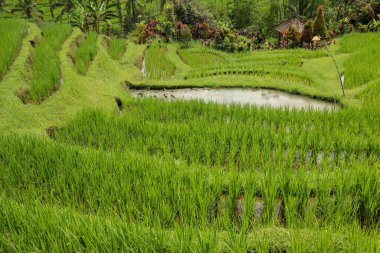Bali adasındaki yeşil pirinç tarlaları, Jatiluwih, Ubud, Endonezya, Asya yakınlarında. Teraslı pirinç tarlasının güzel bir manzarası. Seyahat ve doğa geçmişi.