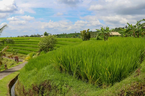 Irrigation Canal Called Subak Traditional Way Bringing Water Fields Rice — Stock Photo, Image