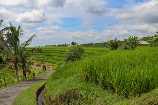 Irrigation Canal Called Subak Traditional Way Bringing Water Fields Rice — Stock Photo, Image