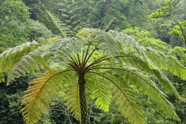 Couronne Arbre Tropical Une Grande Fougère Dans Forêt Tropicale Cyathea — Photo