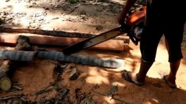 Elektrikli testereli bir adam bir palmiye ağacının gövdesini keser. Kabaca kesilmiş hindistan cevizi palmiyesinden yapılmış ahşap kirişler. Bali, Endonezya 'da tropikal bir yağmur ormanında yerde yatan taze talaş tabakası