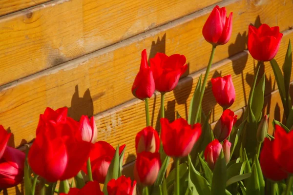 Red Tulips Orange Background — 스톡 사진