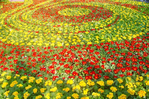 Feld Von Blumen Hintergrund — Stockfoto