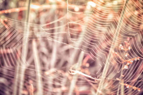 Łąka nieostrość z spider web i kropla rosy. Streszczenie sterow — Zdjęcie stockowe
