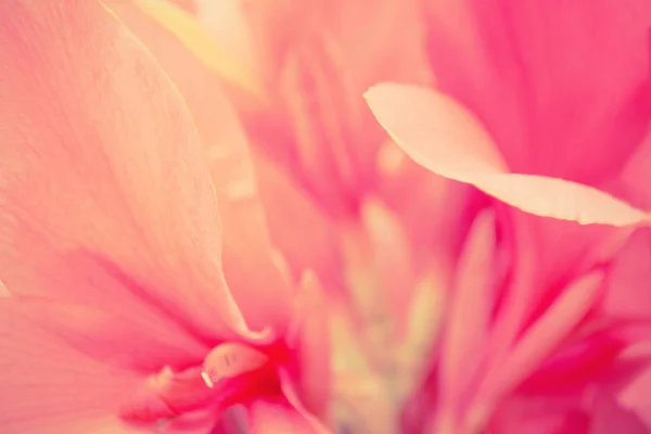 Flor rosa pétalos naturaleza abstracta fondo — Foto de Stock