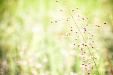 Çimen çiçeği yumuşak odak ilkbahar arka planı