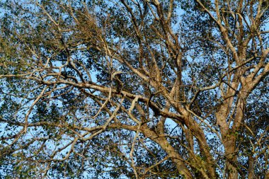 ağaç dalı ve yeşil yapraklar arka plan