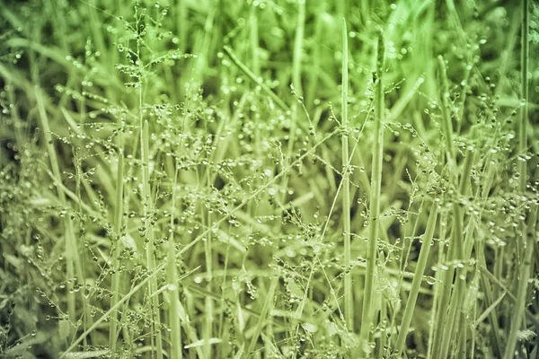 Green Grass Flower Drops Dew Fresh Nature Background — Stock Photo, Image