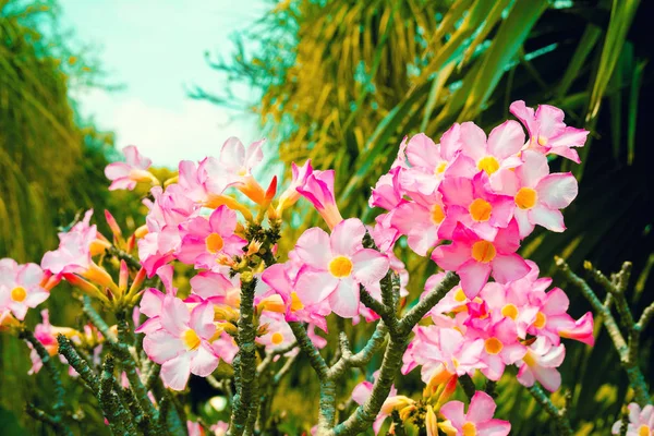 Pink desert rose  flower  background