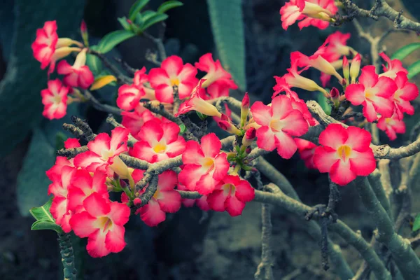 背景粉红色沙漠玫瑰花 — 图库照片