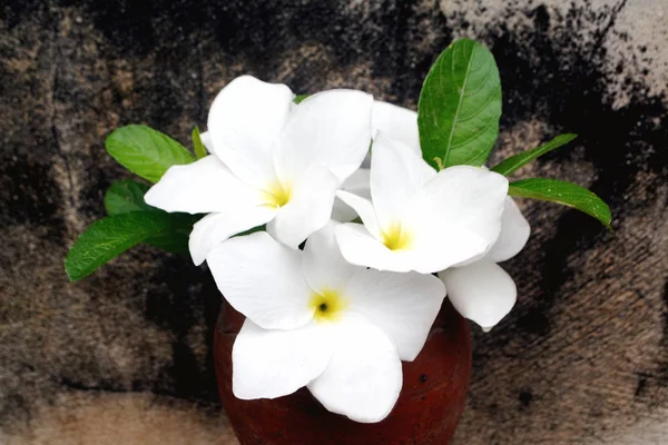 Белый Цветок Коричневой Вазе — стоковое фото