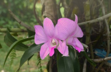 Dendrobium orkide çiçek arka plan