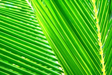 Hindistan cevizi yapraklarının yeşil dokusu arkaplanı