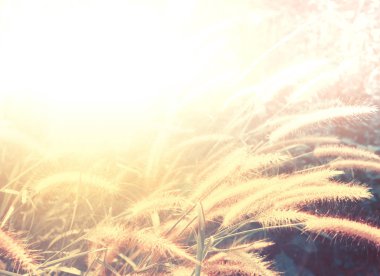 Kopyalama alanı olan gün ışığında çimen çiçeği 