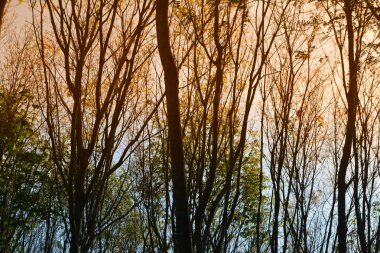 tropikal orman sonbahar doğa sezonu arka plan