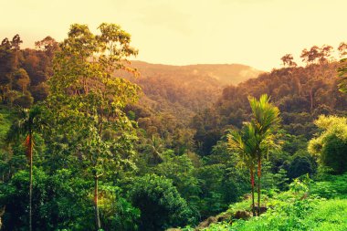 Dağda yeşil orman ,Tayland