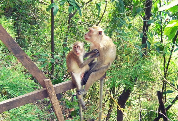 Dois Macacos Mãe Seu Bebê — Fotografia de Stock