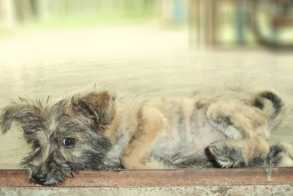 Aranyos Yorkshire Terrier Kutya — Stock Fotó