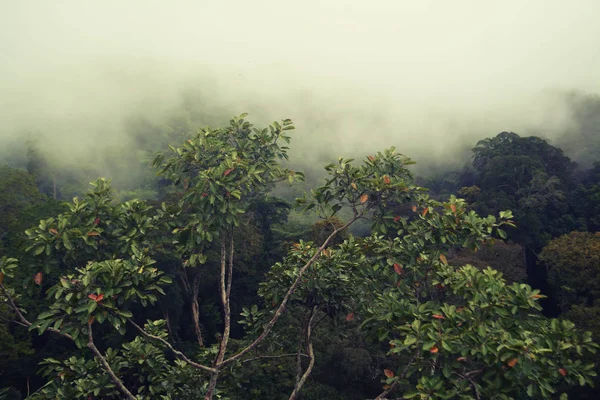 朝霧の緑の熱帯植物 — ストック写真