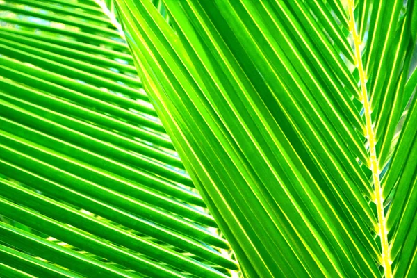 Zielony Liści Kokosowych Tekstury Tła — Zdjęcie stockowe